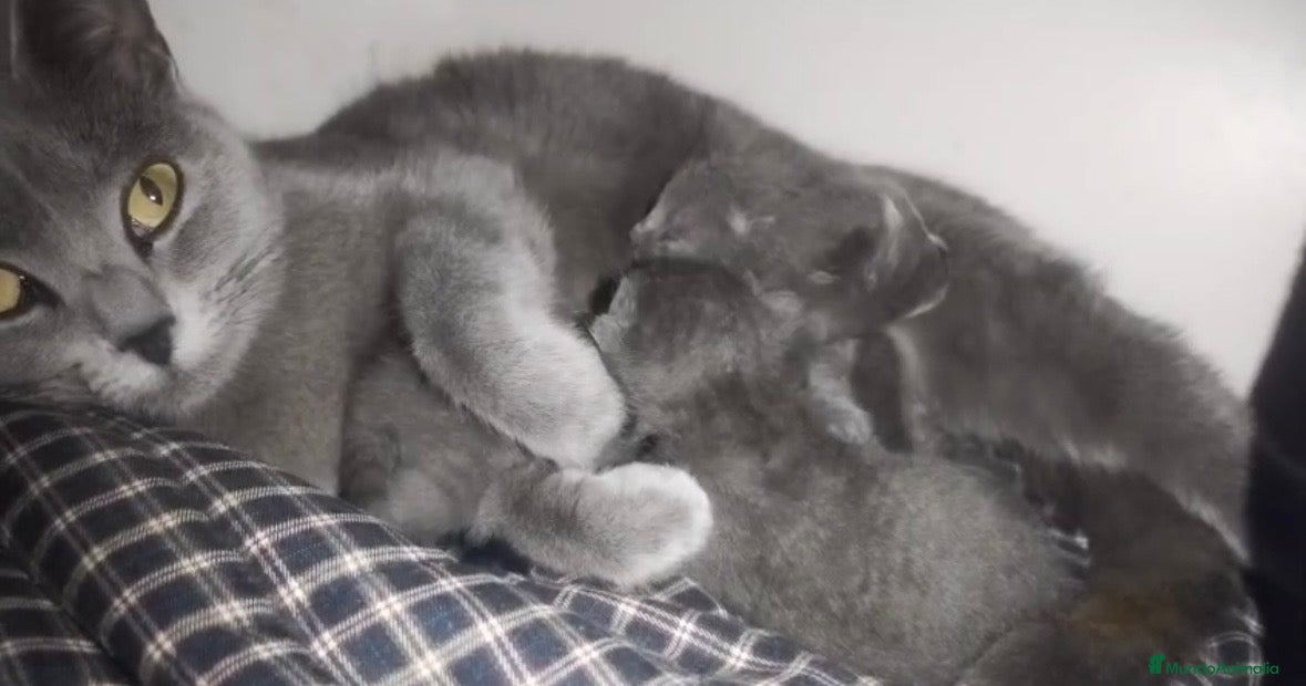 Azul Ruso gatos Camada de gato azul ruso  - Anuncio 4