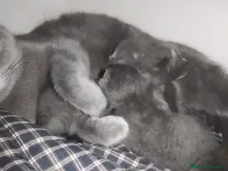 Azul Ruso gatos Camada de gato azul ruso - Anuncio 4