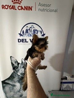 Yorkshire Terrier perros yorkshire mini - Anuncio 2