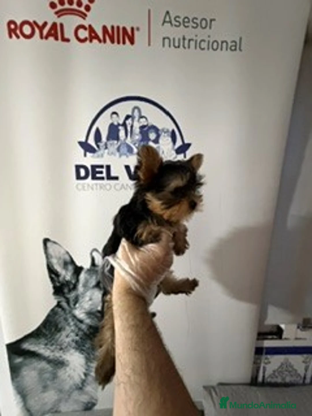Yorkshire Terrier perros en venta: yorkshire mini - Anuncio 1