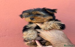 Yorkshire Terrier perros en venta: Yorkshire  - Imagen 2