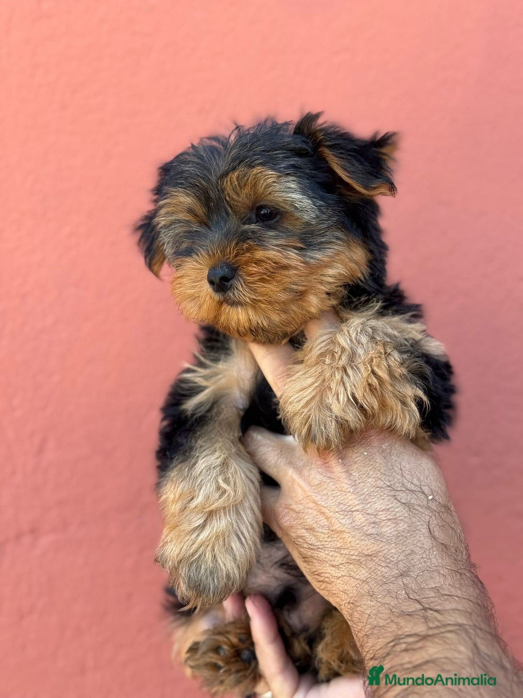 Yorkshire Terrier perros en venta: Yorkshire  - Imagen 2