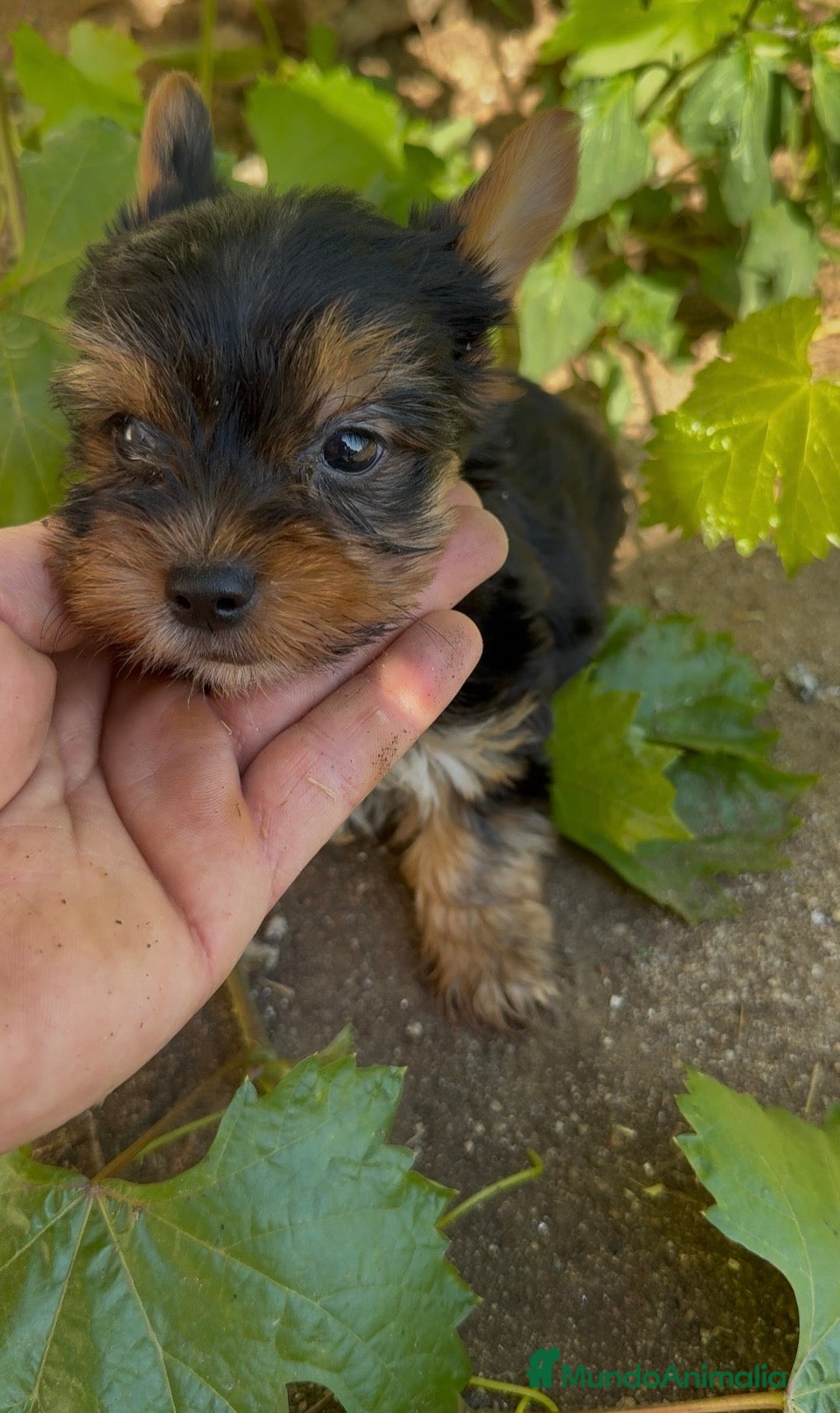 Yorkshire Terrier perros Yorkshire toy - Anuncio 1