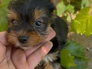 Yorkshire Terrier perros Yorkshire toy - Anuncio 1