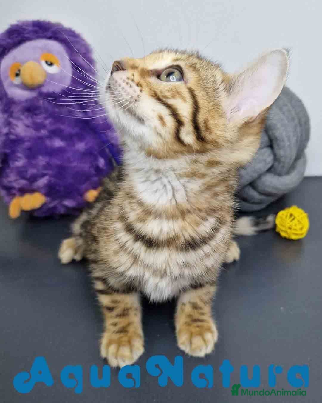 Bengalí gatos Bengali Hembra AQUANATURA en Barcelona - Anuncio 2