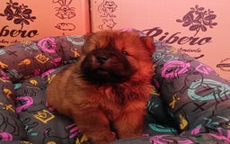 Chow Chow perros en venta: CACHORROS DE CHOW-CHOW  - Imagen 9