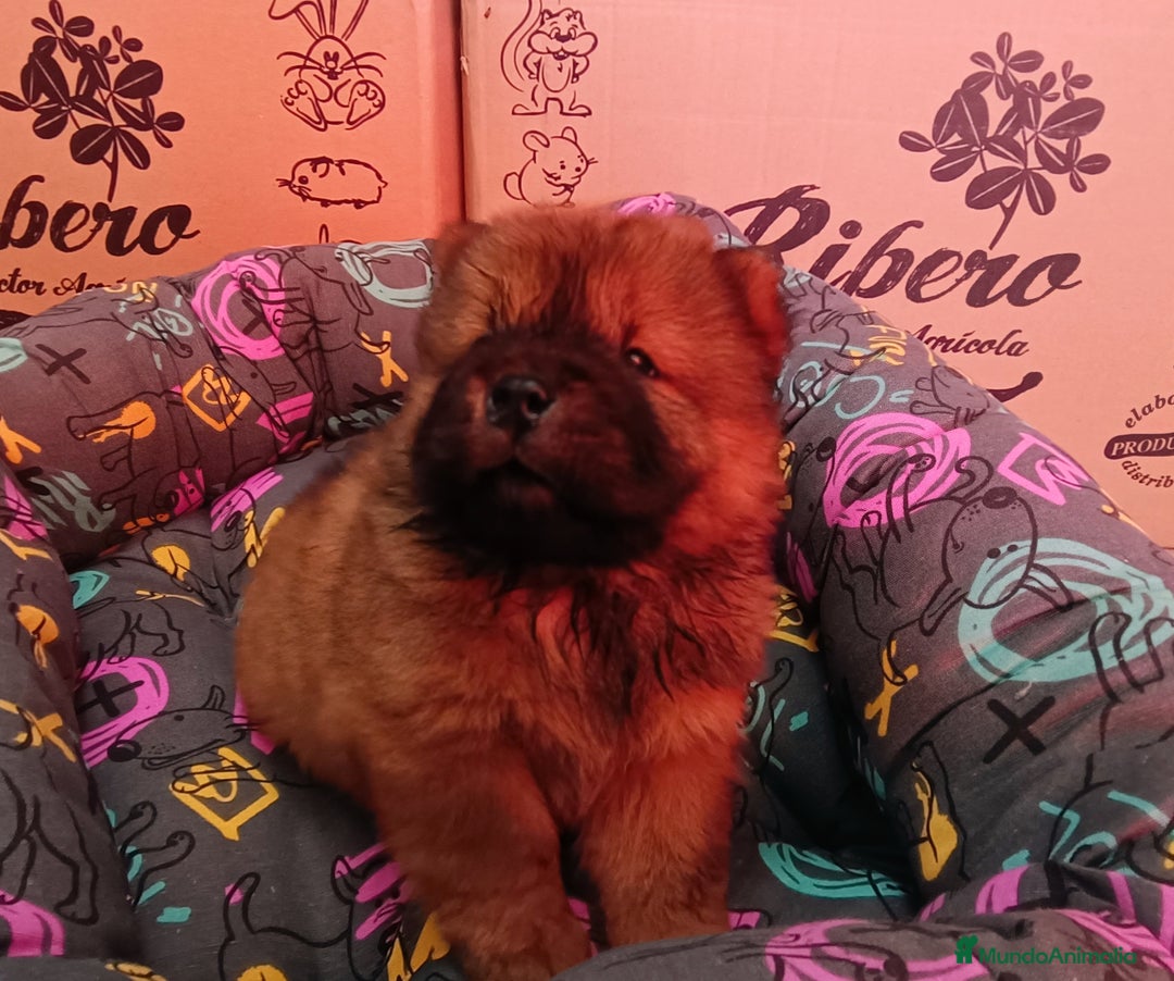 Chow Chow perros en venta: CACHORROS DE CHOW-CHOW  - Imagen 9