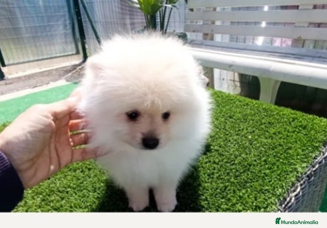 Pomerania perros - Anuncio 1