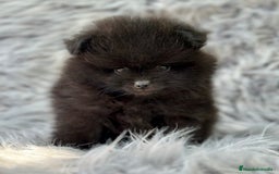 Pomerania perros en venta: POMERANIA LULU TOY - Imagen 1