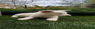 Border Collie 2