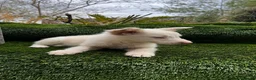 Border Collie perros en venta: Border collies de calidad  - Anuncio 9