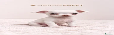 Chihuahua 1