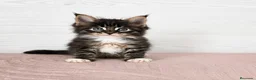 Maine Coon gatos en venta: Gatitos nacidos el 06/06/2026 - Anuncio 3