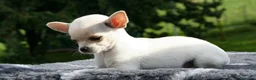 Chihuahua perros en venta: chihuchua miniatura - Anuncio 2