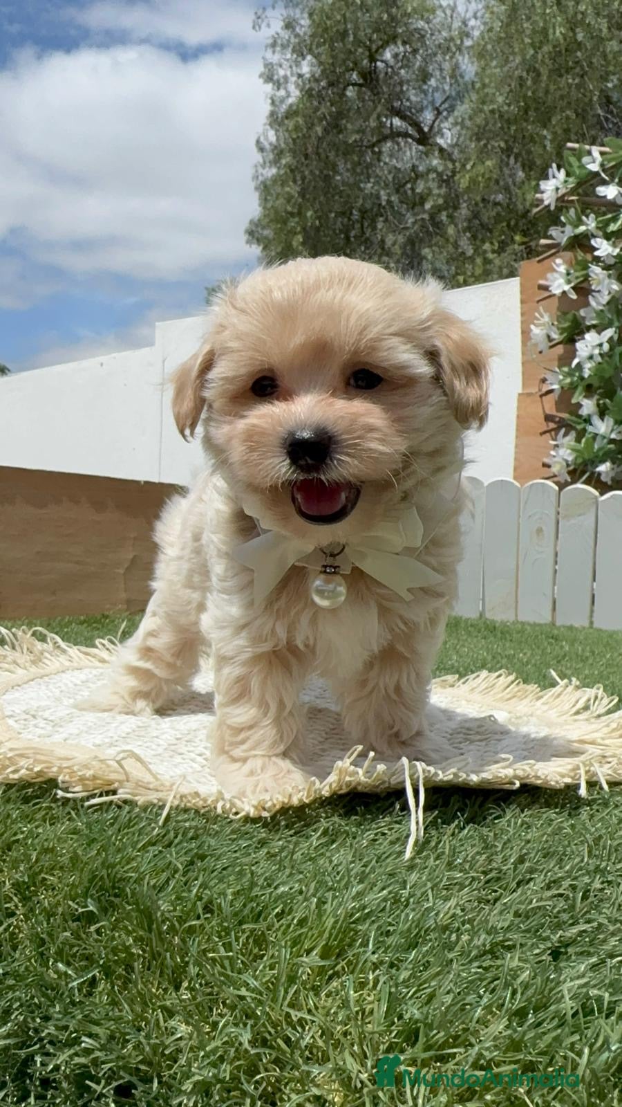 Maltipoo perros MALTIPOO-LISTO PARA ENTREGAR - Anuncio 1