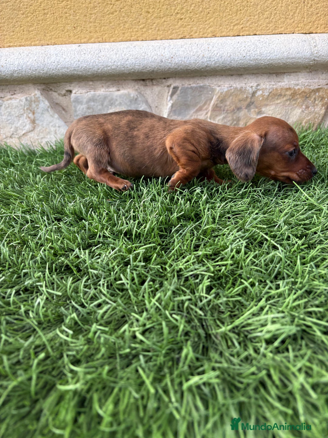 Teckel Miniatura perros en venta: Teckel Kaninchen macho Merle chocolate diluido  - Anuncio 12