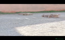 American Bully perros en venta: American bully pocket  - Imagen 1