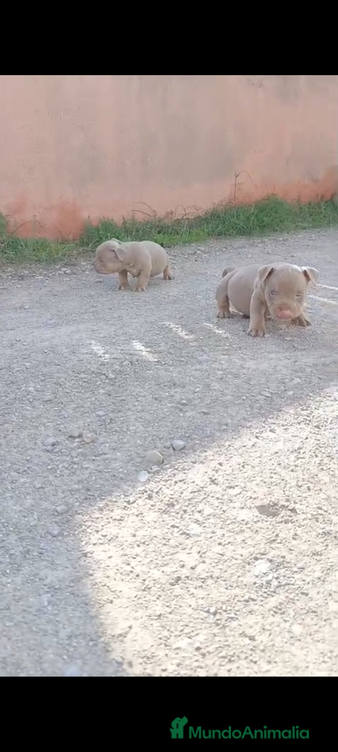 American Bully perros en venta: American bully pocket  - Imagen 1