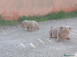 American Bully perros - Anuncio 1