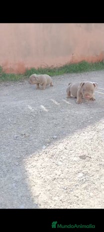 American Bully perros - Anuncio 1