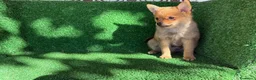 Chihuahua perros en venta: chihuahua - Anuncio 5