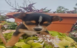 Chihuahua perros en venta: Chihuahua macho  - Anuncio 2
