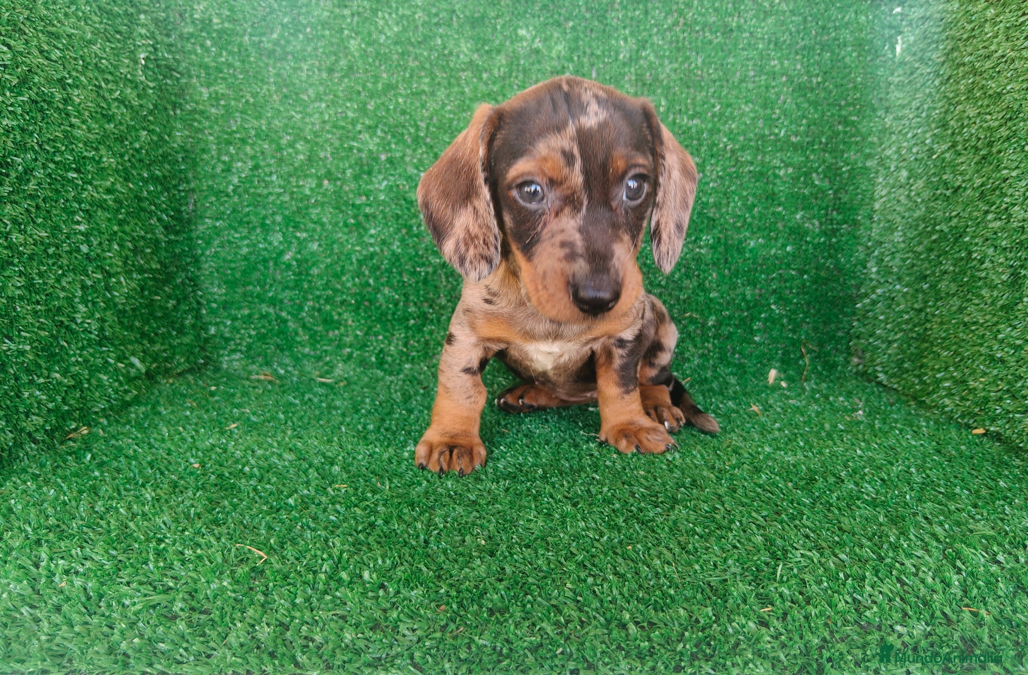 Teckel Miniatura perros en venta: Teckel miniatura  - Anuncio 14
