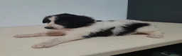 Border Collie perros en venta: BORDER COLLIE - Anuncio 29