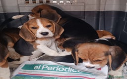 Beagle perros en venta: Cachorros de Beagle  - Imagen 4