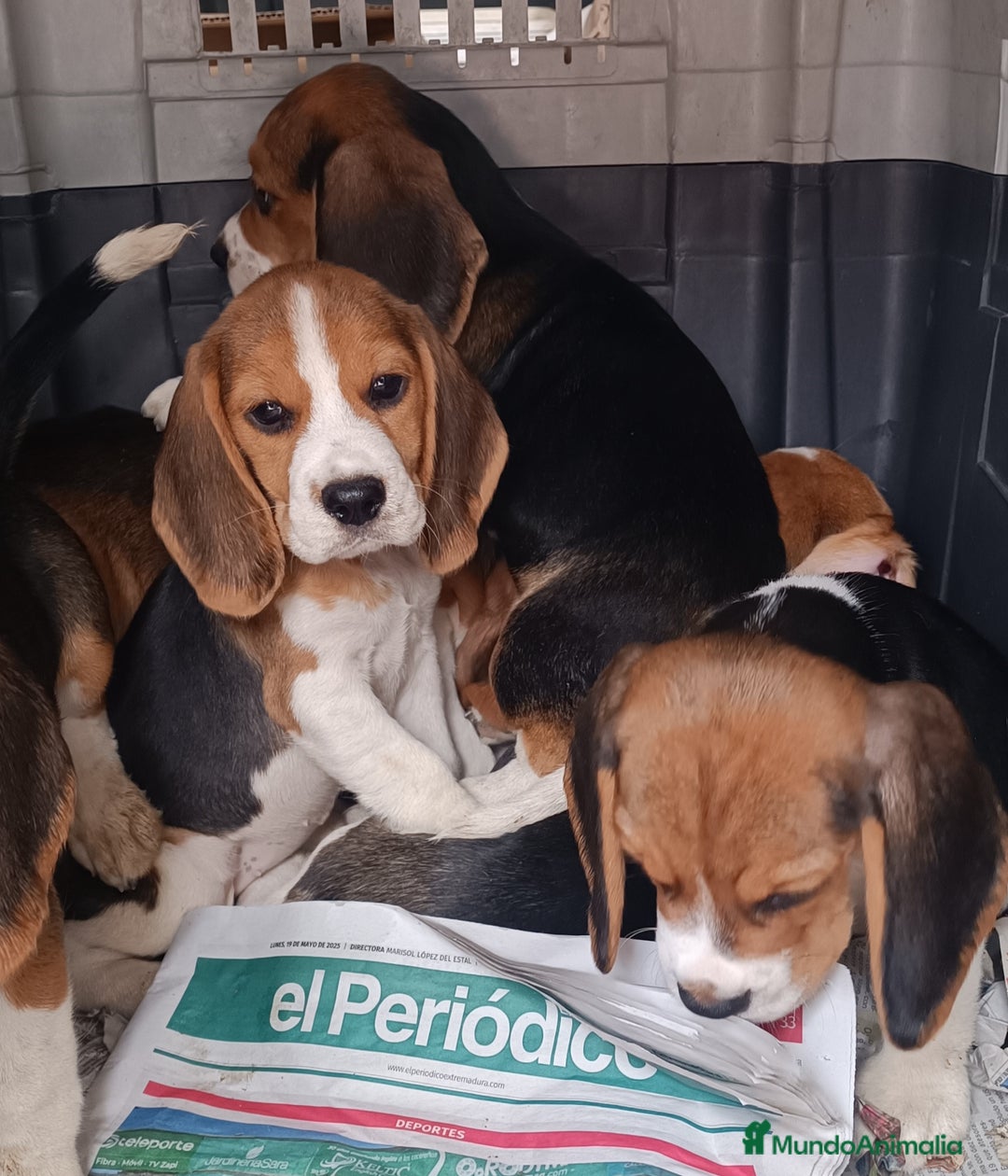 Beagle perros en venta: Cachorros de Beagle  - Imagen 4