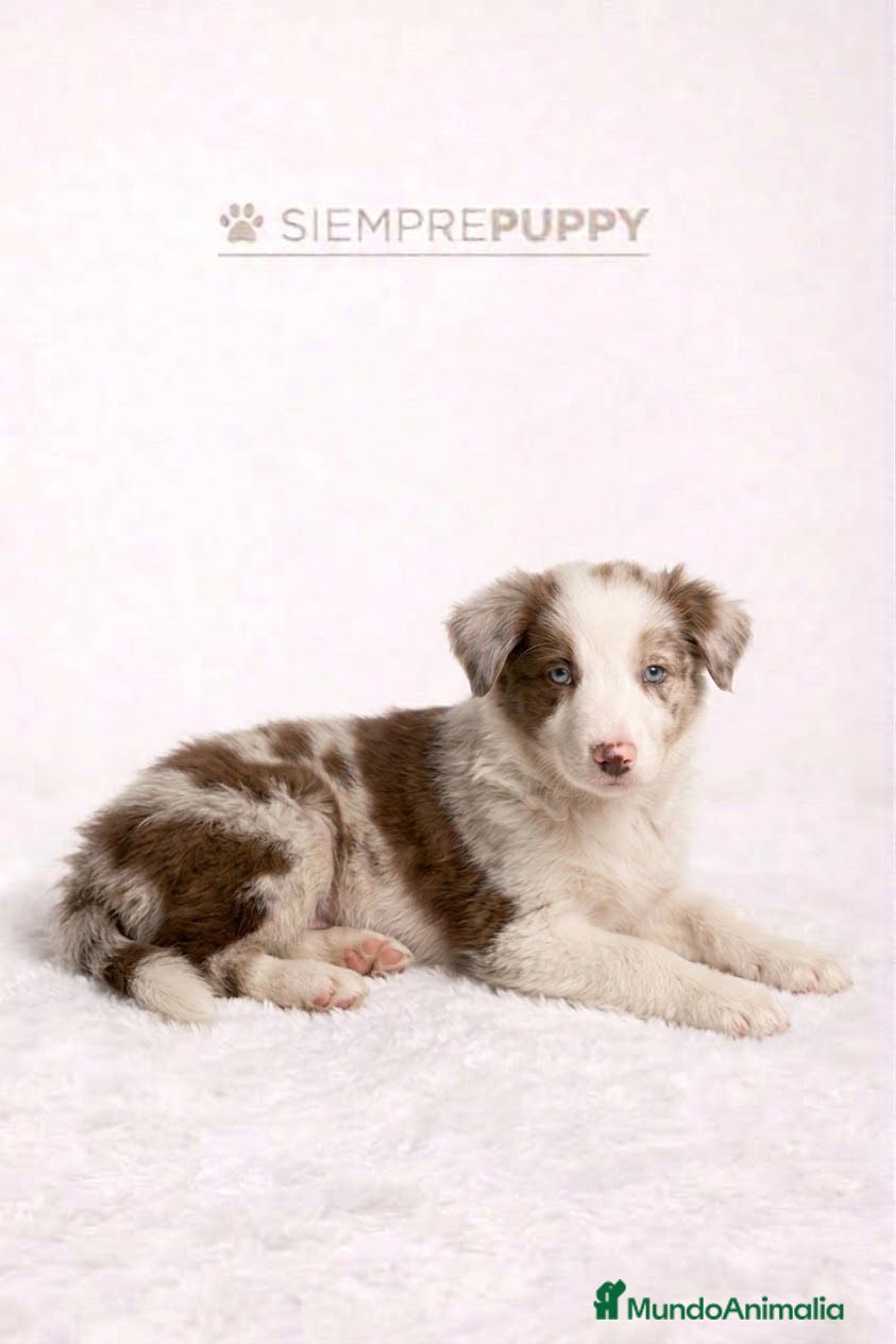 Border Collie perros EXÓTICOS BORDER COLLIE RED MERLÉ - Anuncio 3