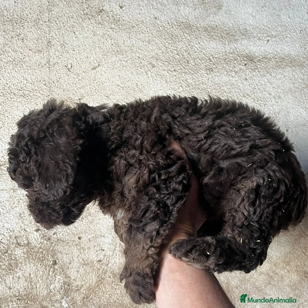 Perro de Agua Español perros en venta: Perro de Agua Español - Anuncio 2