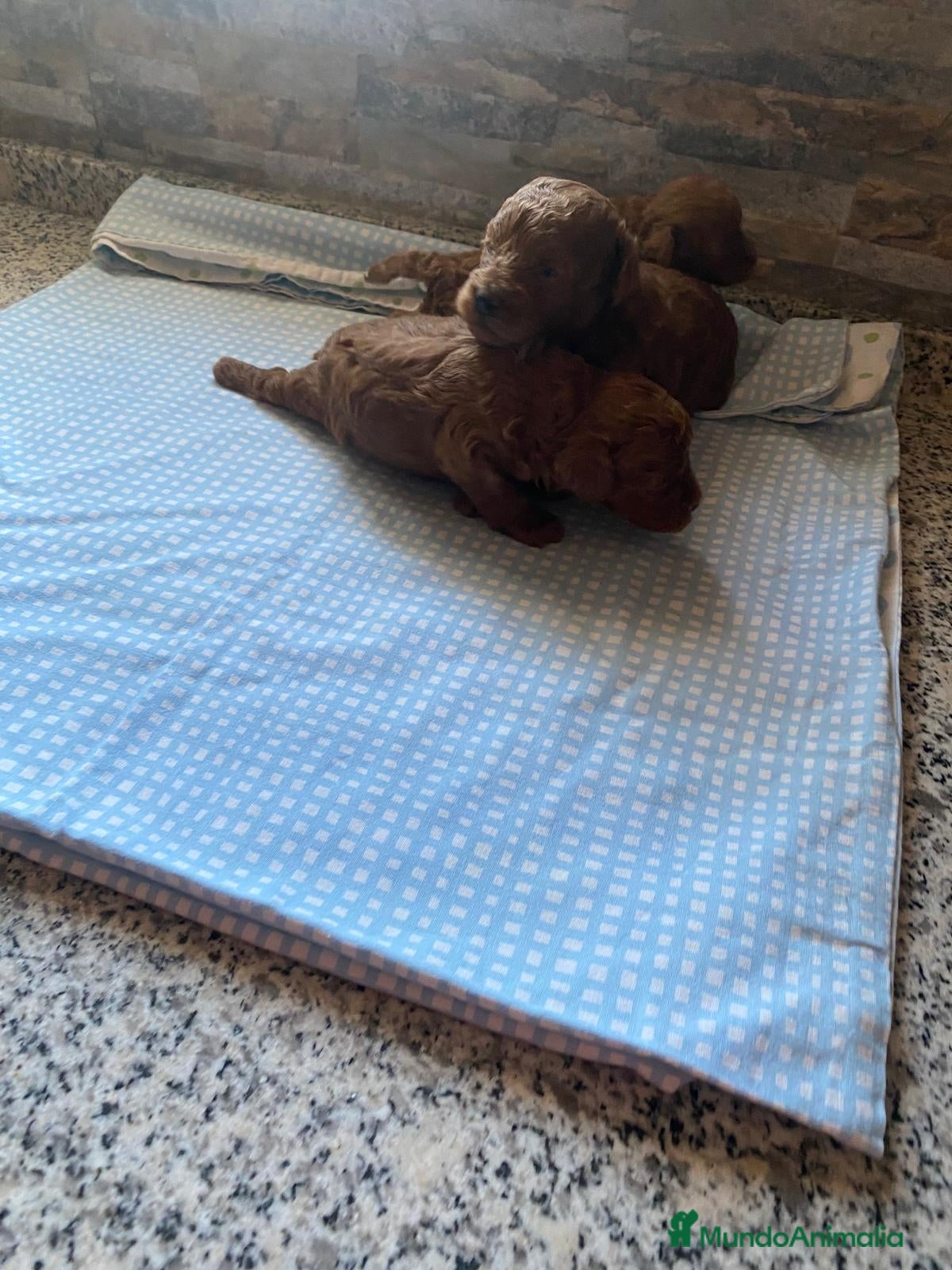 Caniche Toy perros Machos de caniche toy  - Anuncio 1