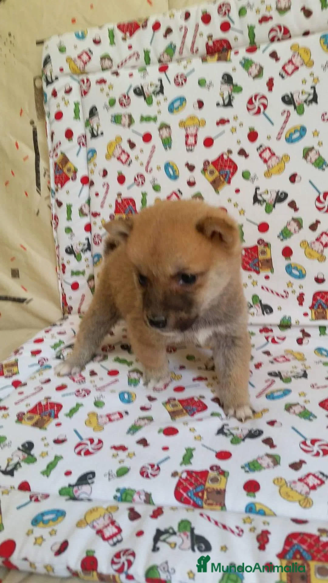 Shiba Inu perros en venta: SHIBA INU - Anuncio 5