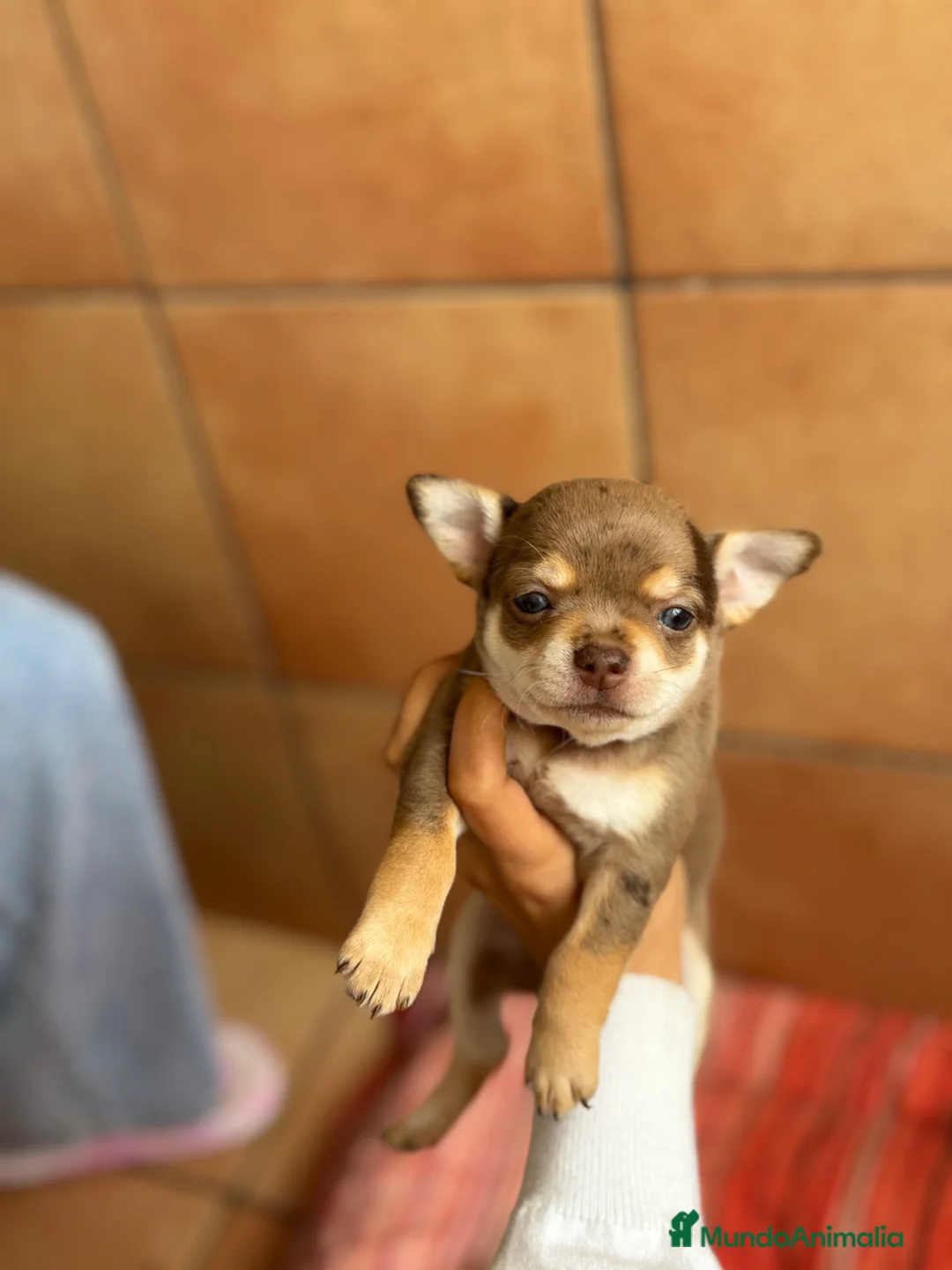 Chihuahua perros en venta: Chihuahuas merles🐶🐾 en Murcia - Anuncio 10