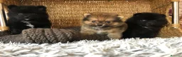 Pomerania perros en venta: Pomerania mini - Anuncio 4