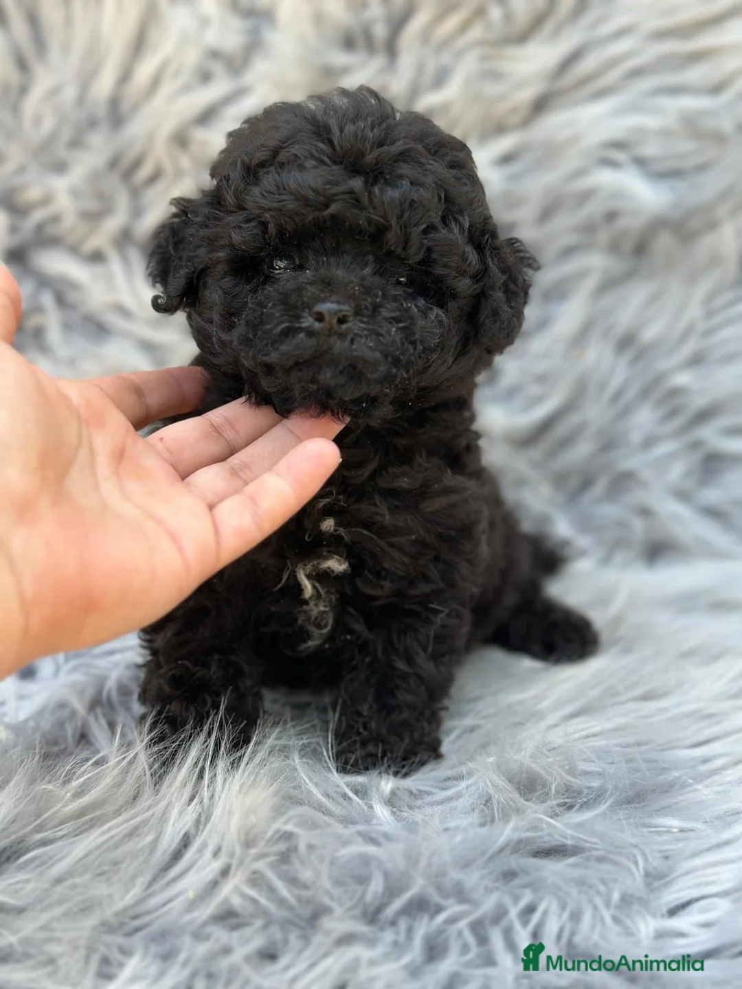 Caniche Toy perros en venta: Caniche  toy negro macho  - Anuncio 1