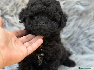 Caniche Toy perros Caniche toy negro macho - Anuncio 4