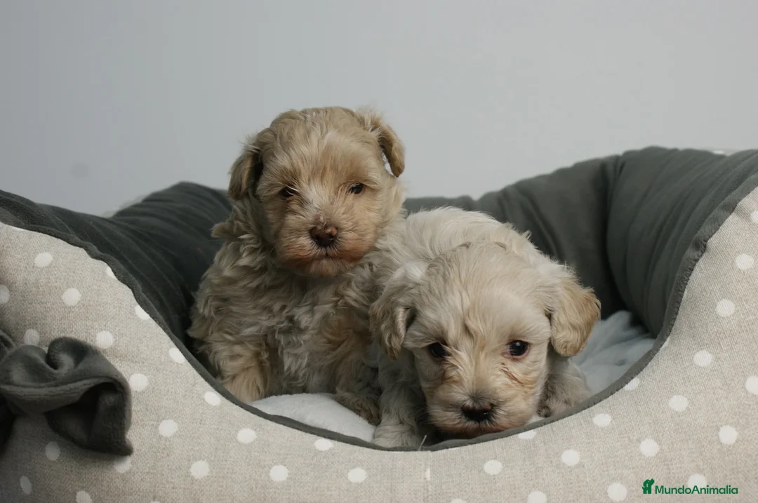 Maltipoo perros en venta: CACHORROS DE MALTIPOO  - Anuncio 2