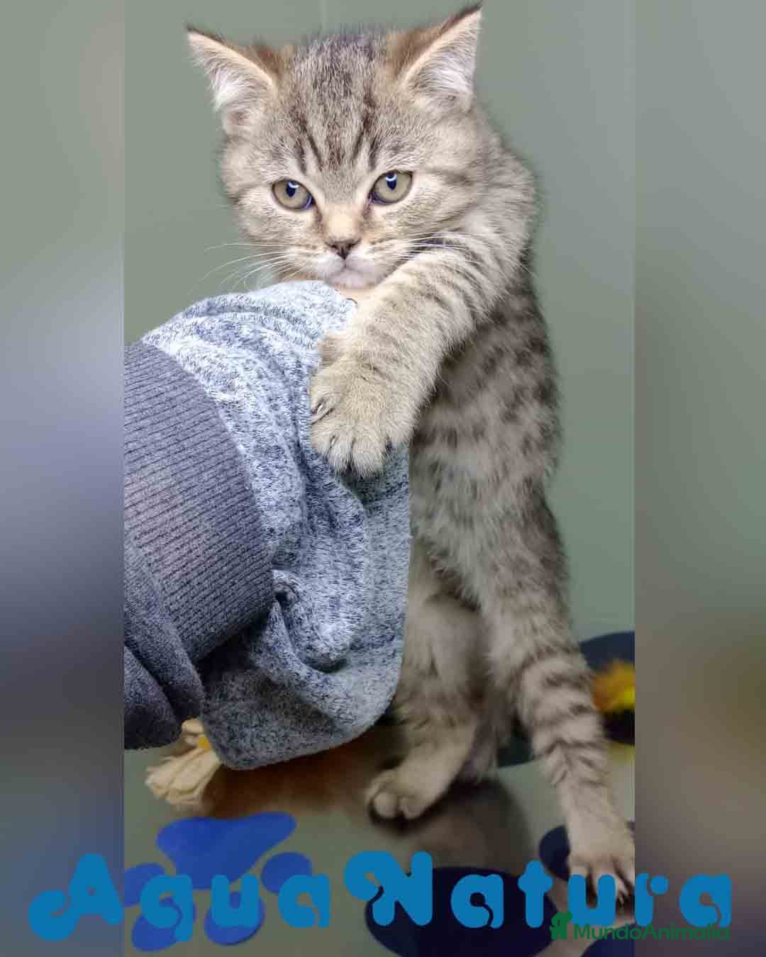 Británico de Pelo Corto gatos en venta: British Macho 4474 AQUANATURA - Anuncio 2