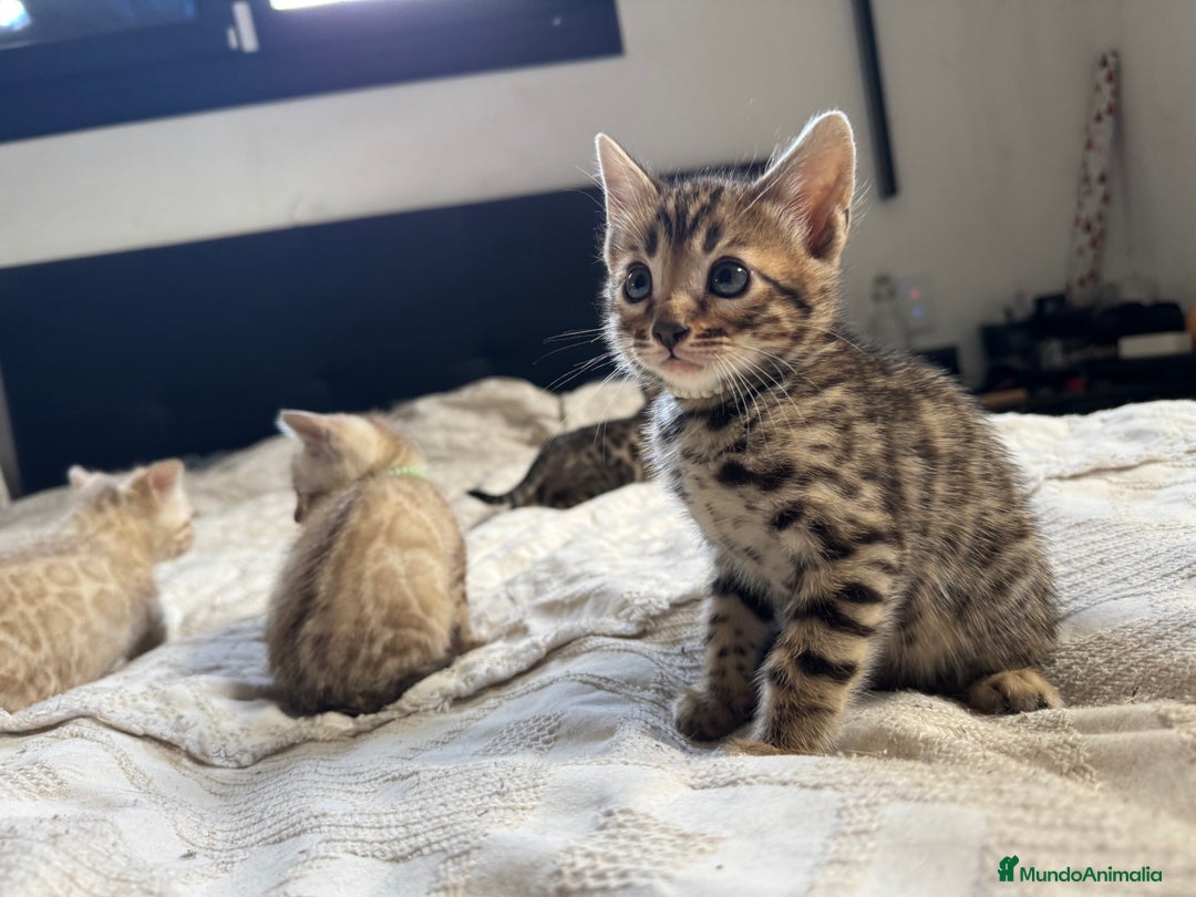 Bengalí gatos en venta: Gatitos bengalíes  - Imagen 5