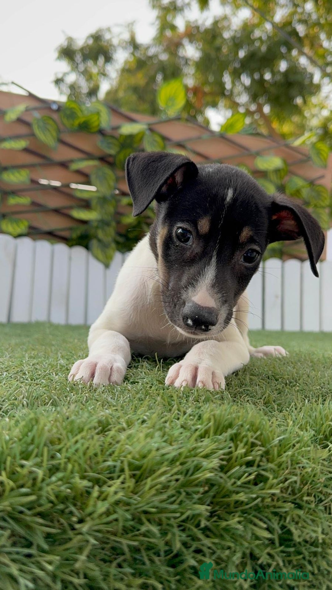 Ratonero Bodeguero Andaluz perros en venta: BODEGUERO ANDALUZ - Imagen 6