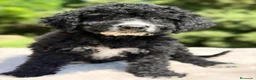 Perro de Agua Español perros en venta: Pdae negro  - Anuncio 3