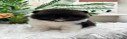 Pomerania perros en venta: POMERANIA - Anuncio 8