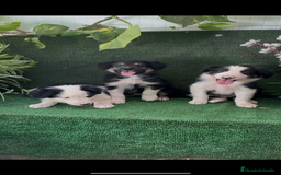 Border Collie perros en venta: Border Collie De Villa Biznaga - Imagen 13