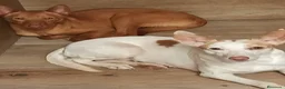 Podenco Andaluz perros en venta: Podenca andaluza - Anuncio 3