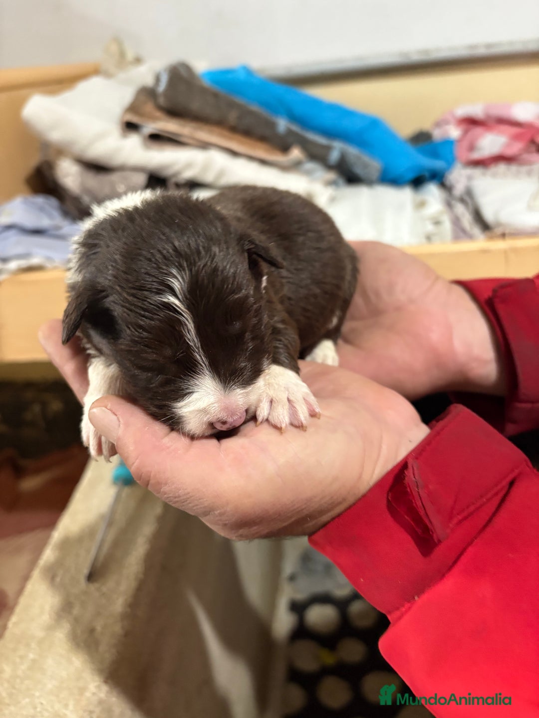 Border Collie perros en venta: Cachorros border collie machos y hembras varios  - Anuncio 6