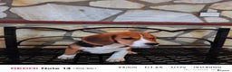 Beagle perros en venta: Cachorros de Beagle  - Anuncio 4