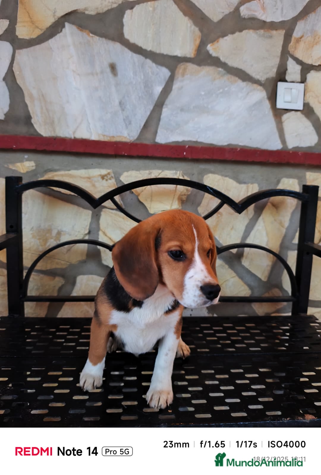 Beagle perros en venta: Cachorros de Beagle  - Anuncio 4