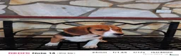 Beagle perros en venta: Cachorros de Beagle  - Anuncio 4